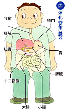 消化器系の臓器