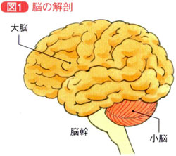 脳の解剖
