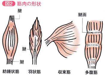 筋肉の形状